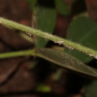Arachis hypogaea L.